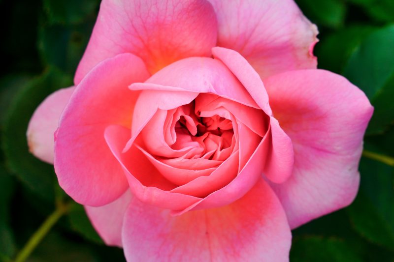 松阪農業公園ベルファームの写真「美しい薔薇の花びら」