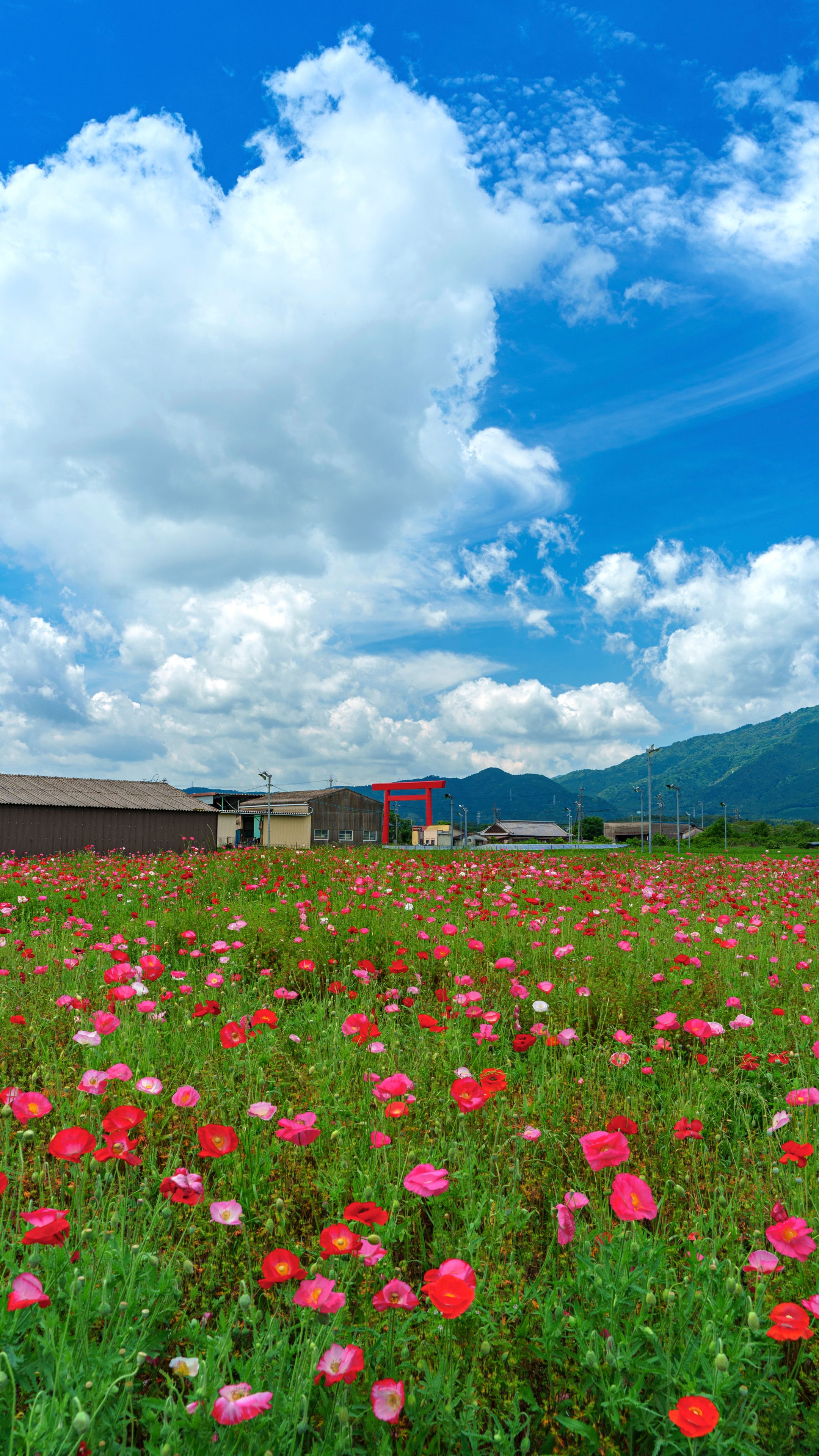 無料スマホ壁紙 初夏の青空。AndroidとiPhoneに対応した4K高画質の無料待ち受け画像。三重県鈴鹿市の長澤町のポピー（シャクヤク）畑で撮影したフリー写真素材