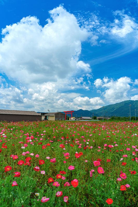 長澤町のポピー（シャクヤク）畑の写真「初夏の青空」