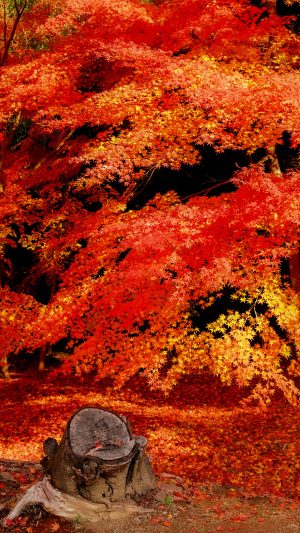 真っ赤に色づく紅葉とじゅうたん