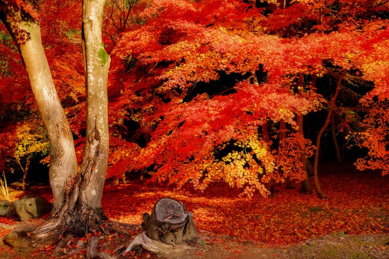 円光寺の写真「真っ赤に色づく紅葉とじゅうたん」