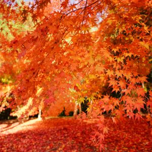 しだれ紅葉のグラデーション