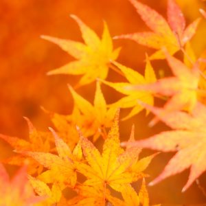 円光寺の写真「オレンジ紅葉」