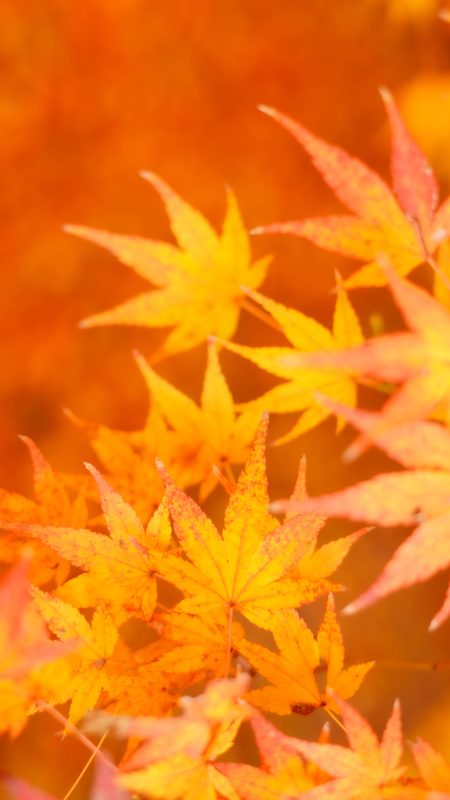 無料スマホ壁紙「オレンジ紅葉」