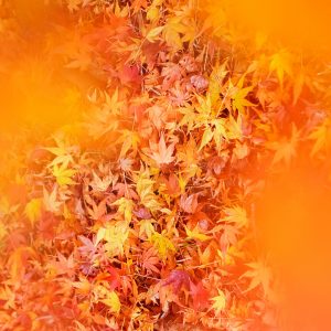 円光寺の写真「彩り豊かな紅葉じゅうたん」