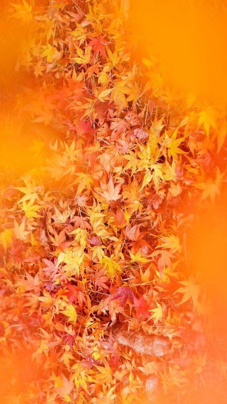 無料スマホ壁紙「彩り豊かな紅葉じゅうたん」