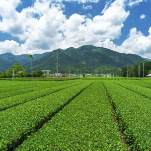 伊勢茶の写真「【水沢茶】鈴鹿山脈と青空」