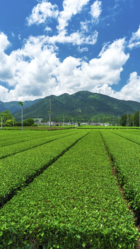 無料スマホ壁紙「【水沢茶】鈴鹿山脈と青空」