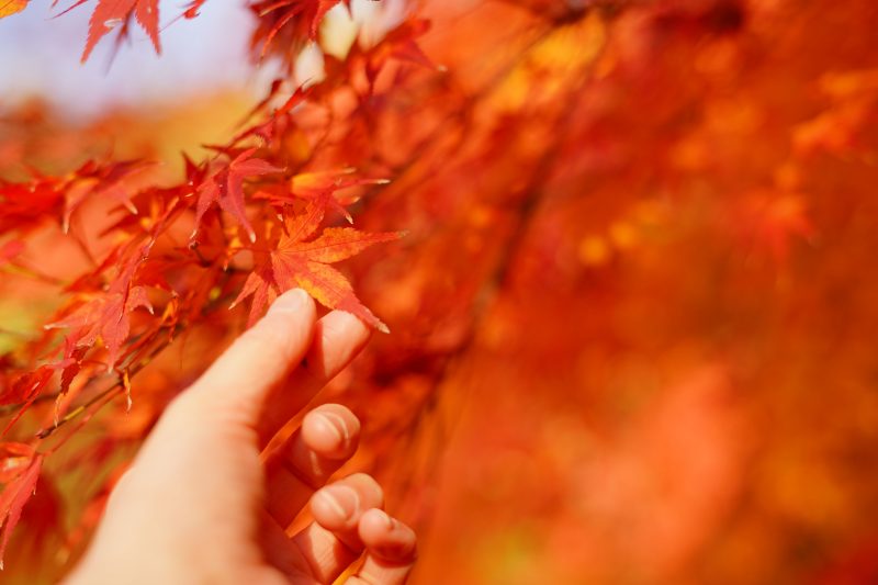 円光寺の写真「紅葉を手でつまむ」