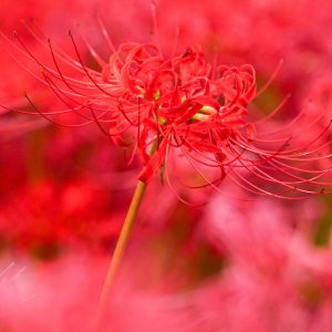 北神山花街道の写真「彼岸花に染まる真っ赤な世界」