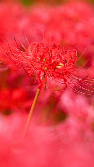 無料スマホ壁紙「彼岸花に染まる真っ赤な世界」