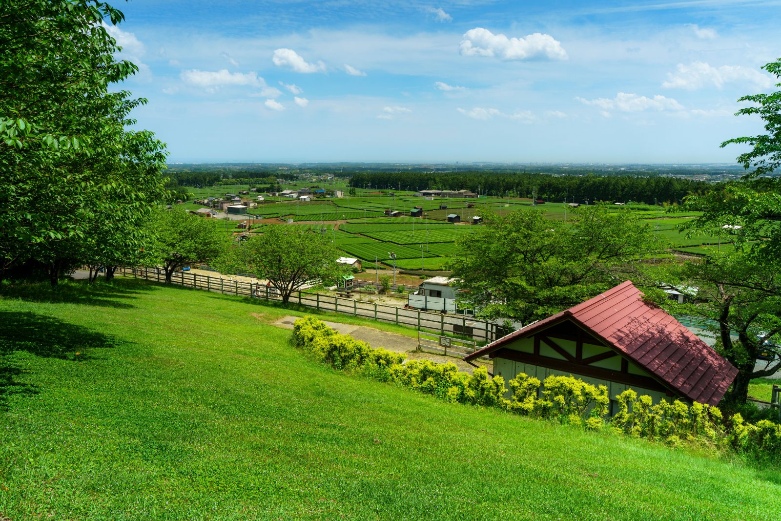 四日市ふれあい牧場の写真「緑美しい丘と茶畑」