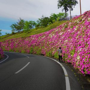 ツツジウェーブに囲まれて