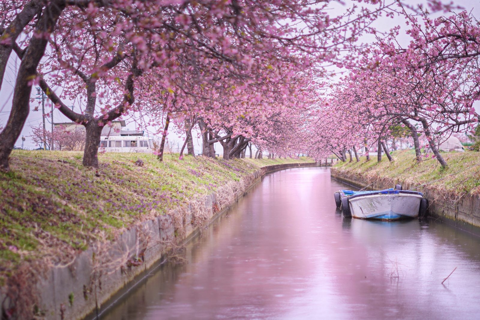 笠松河津桜ロードの写真「雨の日の笠松河津桜ロード」