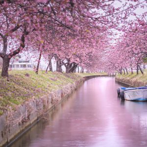 雨の日の笠松河津桜ロード