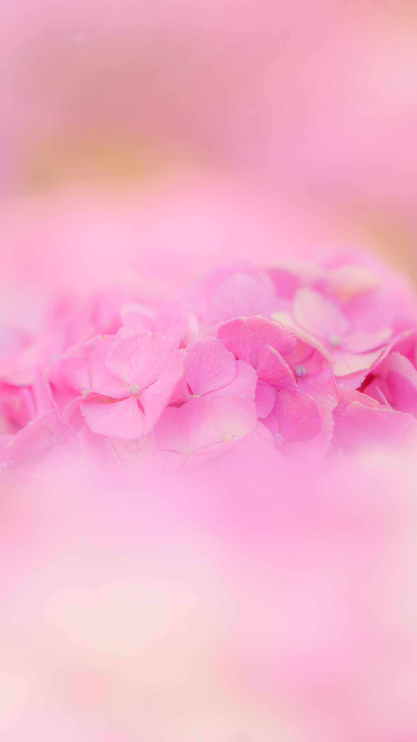 無料スマホ壁紙 ピンク色の紫陽花ファンタジー。AndroidとiPhoneに対応した4K高画質の無料待ち受け画像。三重県津市のかざはやの里で撮影したフリー写真素材