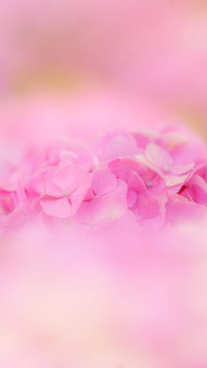 無料スマホ壁紙「ピンク色の紫陽花ファンタジー」