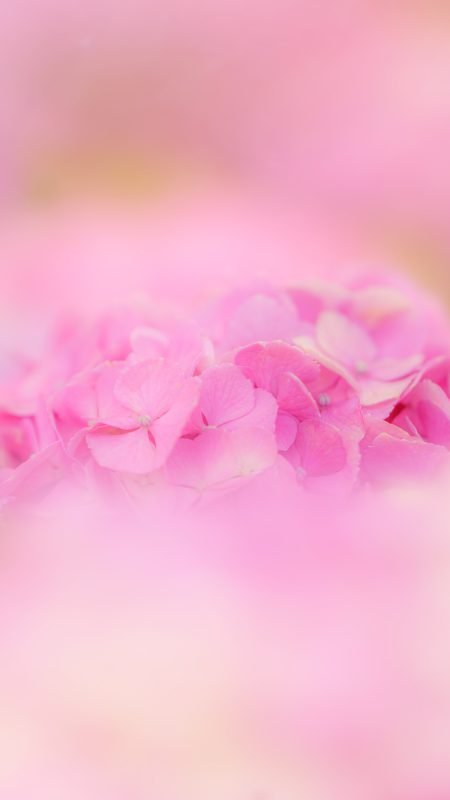 無料スマホ壁紙「ピンク色の紫陽花ファンタジー」