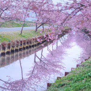 早朝の桜ロード