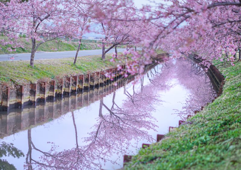 笠松河津桜ロードの写真「早朝の桜ロード」