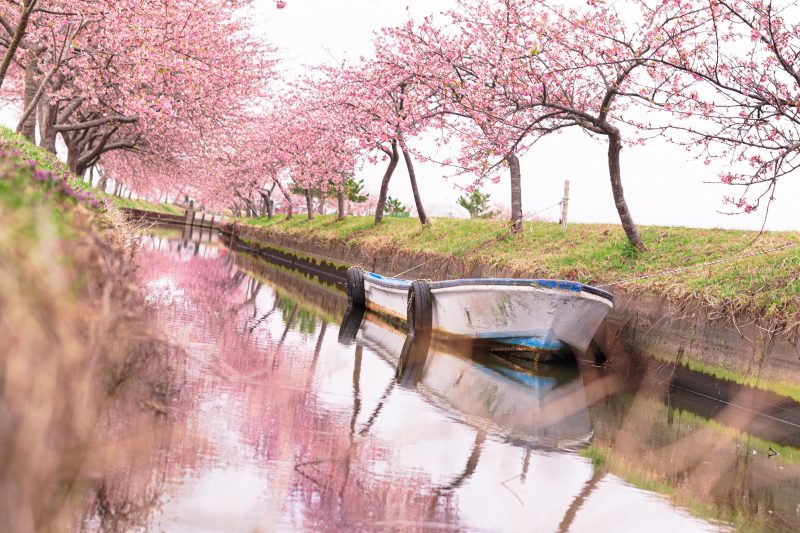笠松河津桜ロードの写真「水面ゼロ距離リフレクション」