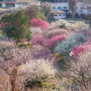 かざはやの里の写真「入園口付近の梅」