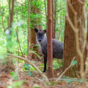 天狗倉山に潜むニホンカモシカ