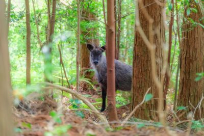 フリー写真素材「天狗倉山に潜むニホンカモシカ」