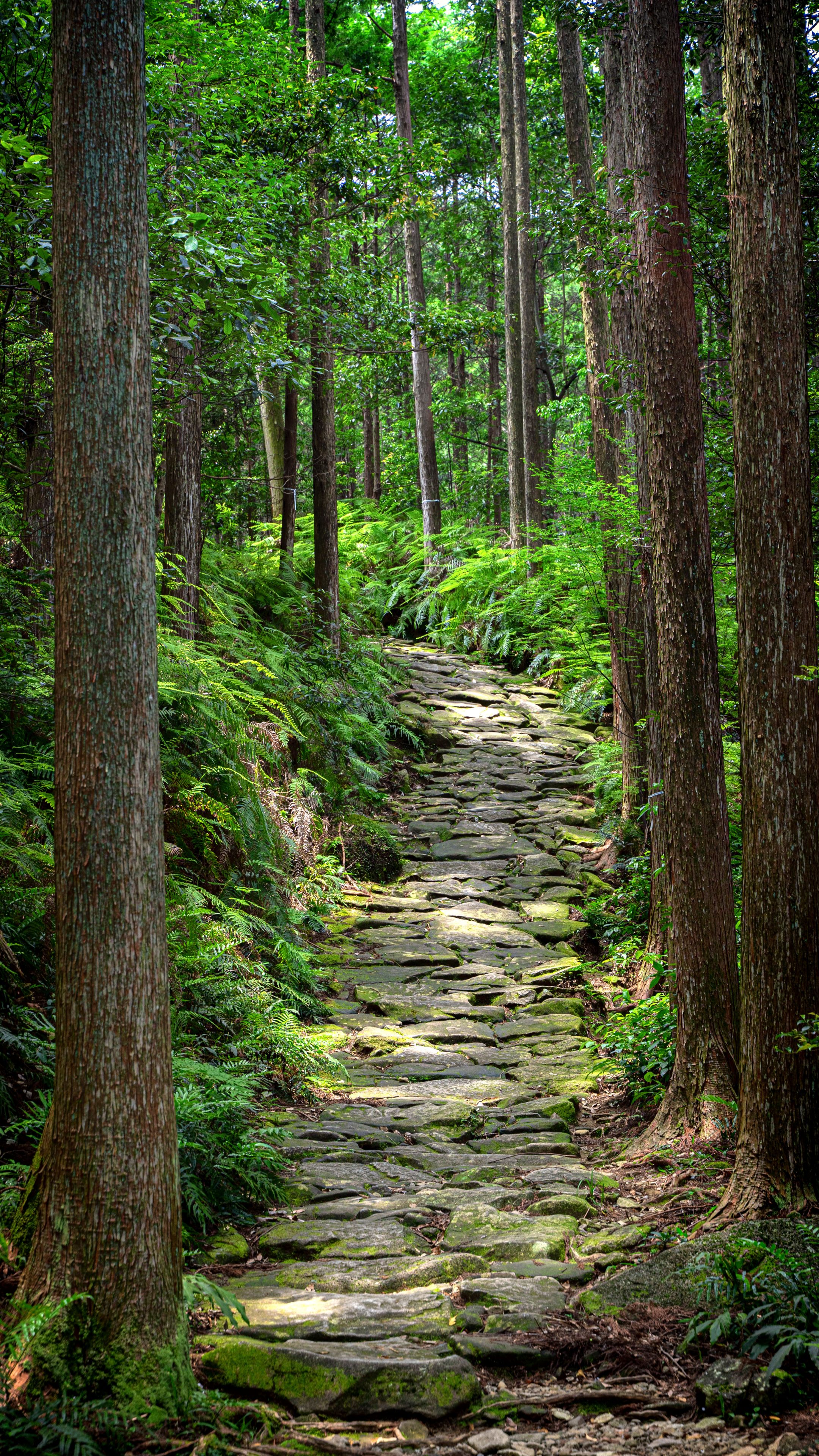 無料スマホ壁紙 新緑の石畳。AndroidとiPhoneに対応した4K高画質の無料待ち受け画像。三重県紀北町の馬越峠で撮影したフリー写真素材