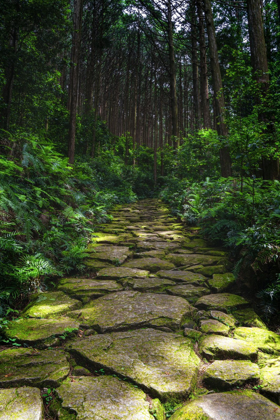 馬越峠の写真「緑の苔」