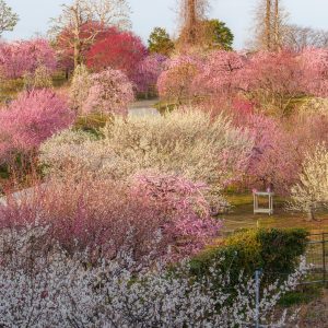 かざはやの里の写真「満開の梅」
