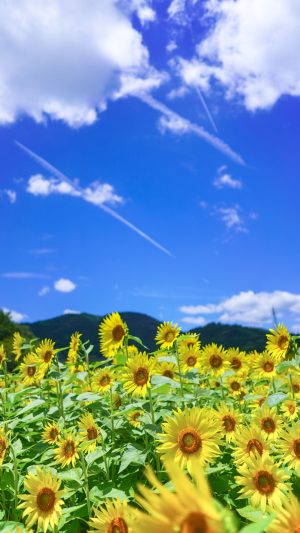 無料スマホ壁紙「ひまわりと飛行機雲」