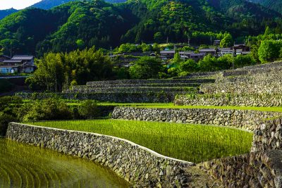 深野のだんだん田の写真「石垣の棚田」