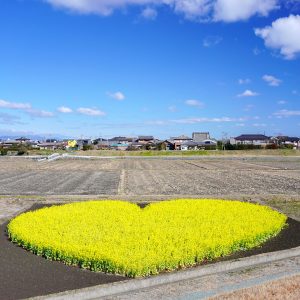 冬の空とハートの菜の花畑