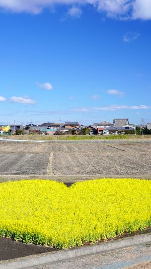 フリー写真素材「冬の空とハートの菜の花畑」