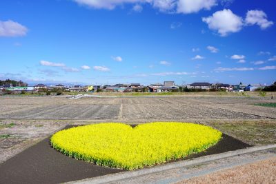 ハートの菜の花畑の写真「冬の空とハートの菜の花畑」