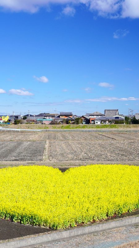 ハートの菜の花畑の写真「冬の空とハートの菜の花畑」
