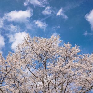 青空と薄墨桜