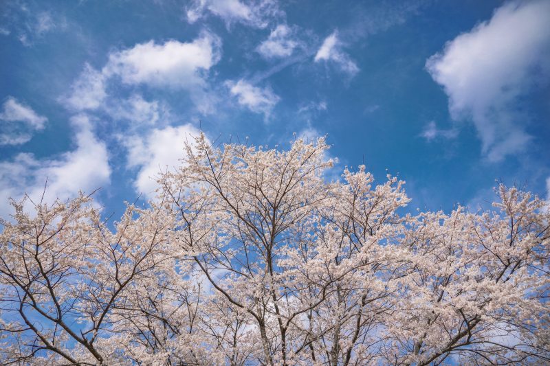 竹原の淡墨桜（薄墨桜）の写真「青空と薄墨桜」