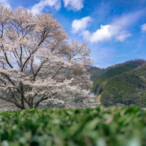 茶畑と薄墨桜