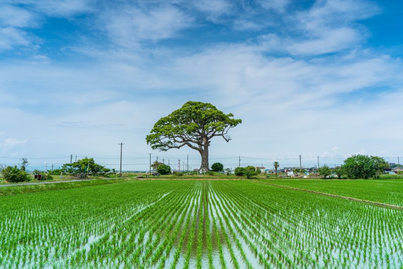 長太の大楠の写真「新緑」