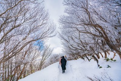 フリー写真素材「樹氷ロード」
