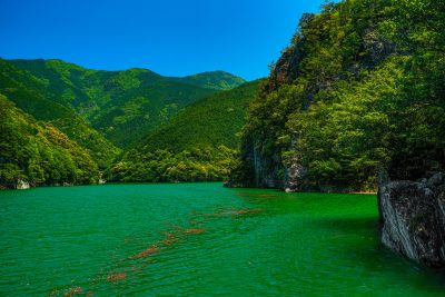宮川ダム湖観光船の写真「大杉谷の新緑」