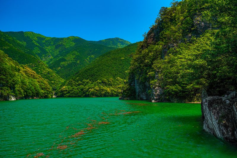 宮川ダム湖観光船の写真「大杉谷の新緑」