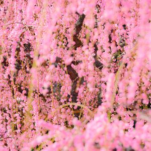 結城神社の梅苑の写真「しだれ梅のシャンデリア」