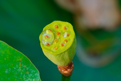 津市白山町二俣の蓮の写真「蓮の花托（かたく）」
