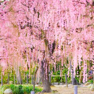 結城神社の庭園としだれ梅