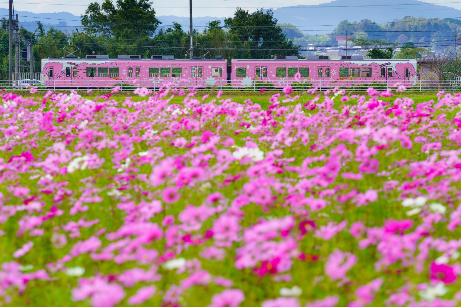 市部のコスモス畑の写真「忍者列車「くノ一車両」とコスモス畑」