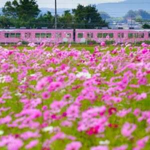 伊賀鉄道の写真「市部駅のコスモスと忍者列車」