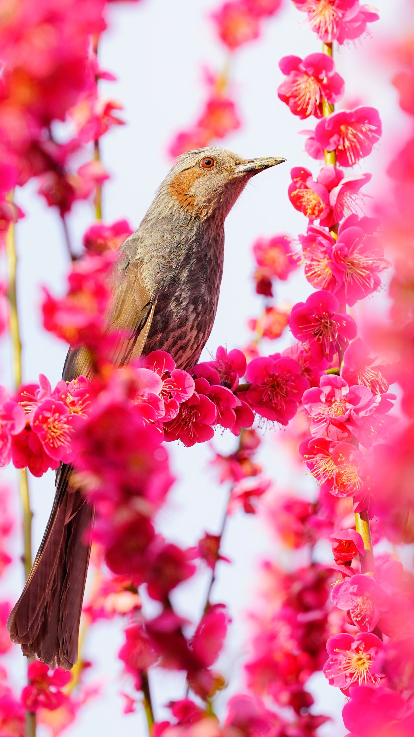 無料スマホ壁紙 まるで花札。AndroidとiPhoneに対応した4K高画質の無料待ち受け画像。三重県津市の結城神社の梅苑で撮影したフリー写真素材